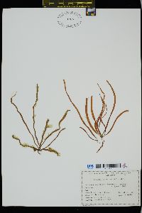Image of Scytosiphon lomentaria