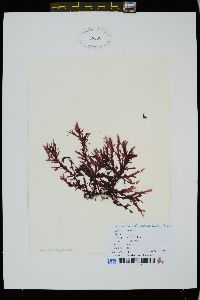 Phycodrys fimbriata image