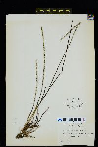 Image of Phyllospadix iwatensis
