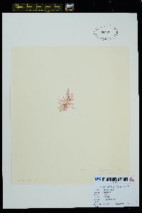 Pleonosporium kobayashii image