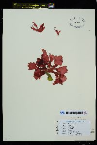 Omphalophyllum ulvaceum image