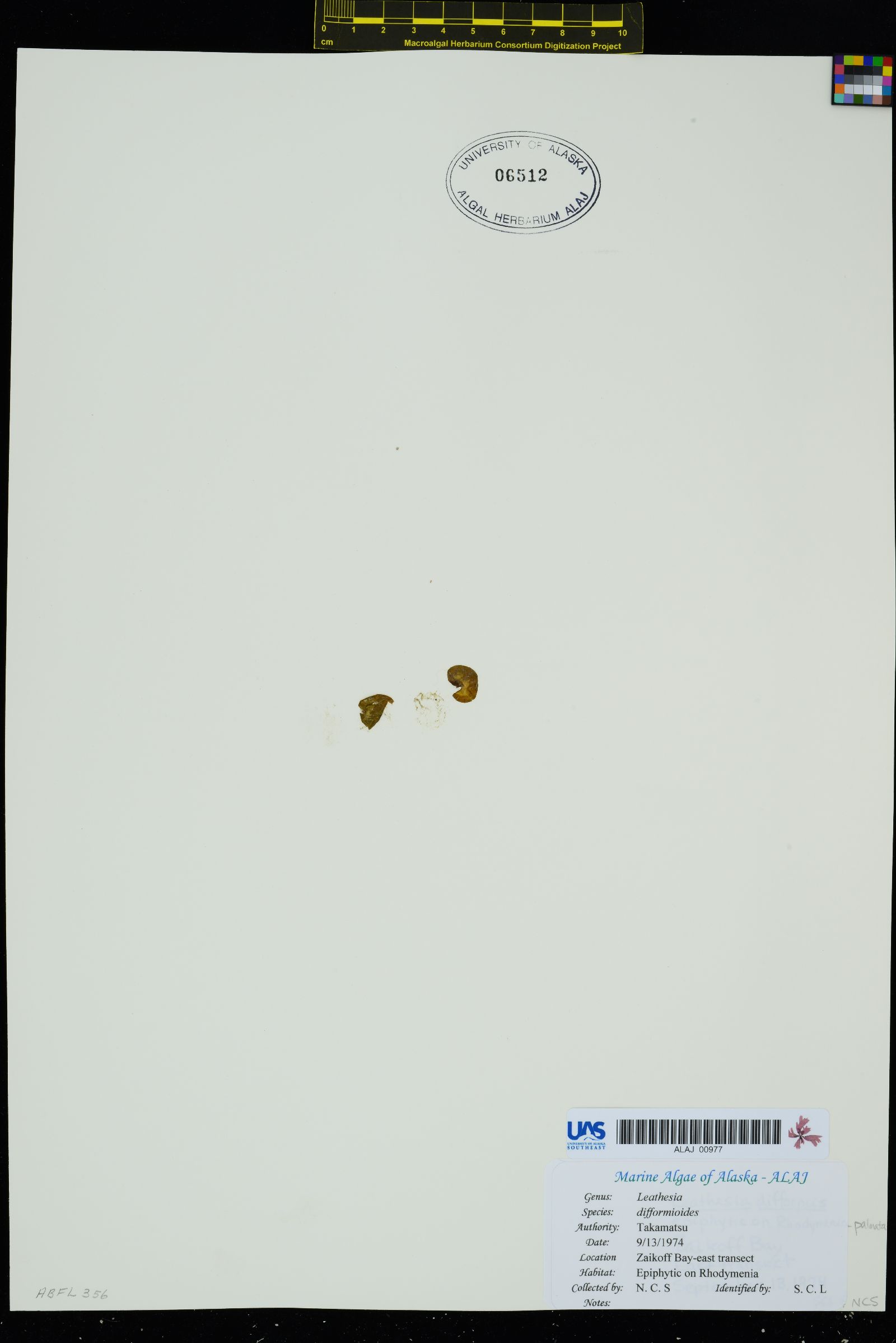 Leathesia difformioides image