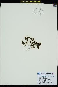 Soranthera ulvoidea f. difformis image