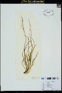 Scytosiphon lomentaria image