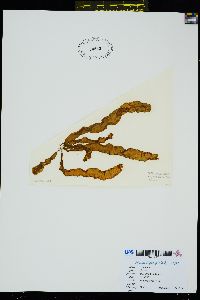 Image of Petalonia fascia