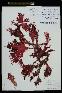 Hideophyllum yezoense image