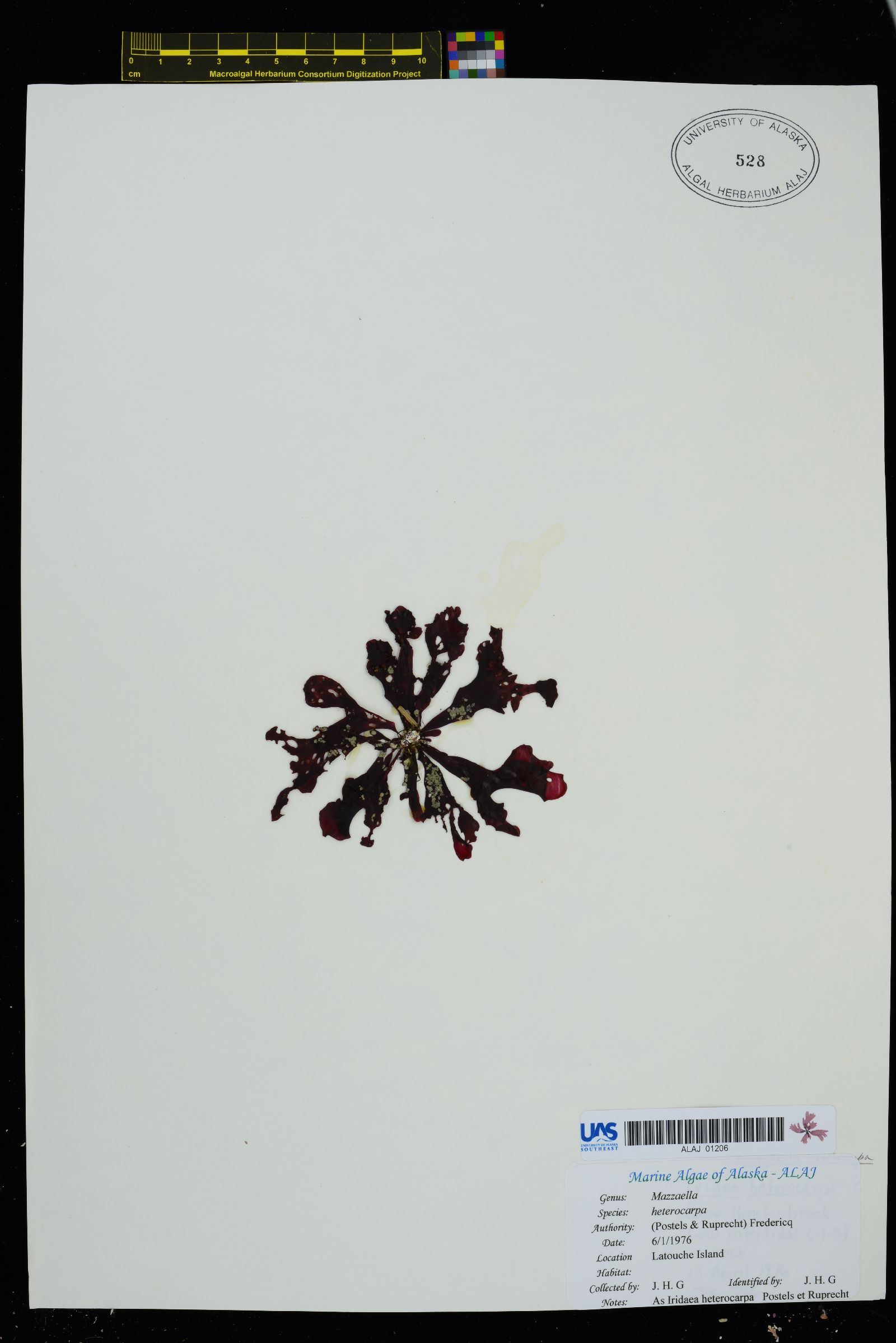 Mazzaella phyllocarpa image