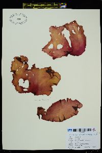Neodilsea borealis image