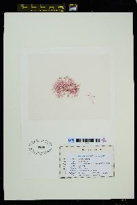 Pleonosporium pedicellatum image