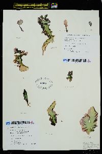 Pyropia pseudolanceolata image