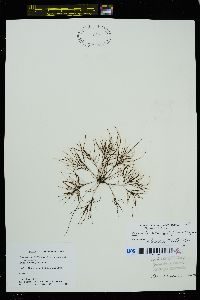 Rhodomela sibirica image