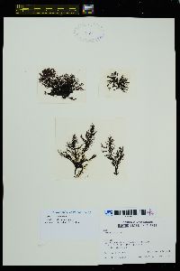 Odonthalia floccosa f. comosa image