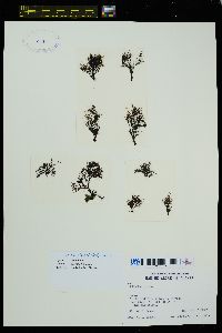 Odonthalia floccosa f. comosa image