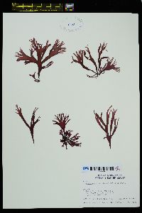 Palmaria callophylloides image