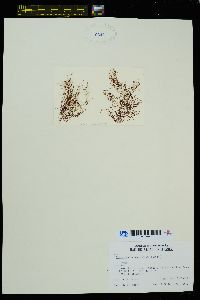 Polysiphonia senticulosa image