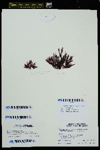 Polysiphonia hendryi var. deliquescens image