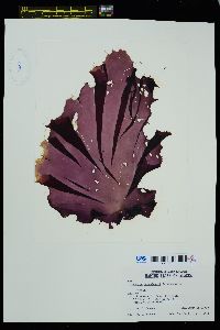 Fuscifolium papenfussii image
