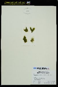 Acrosiphonia saxatilis image