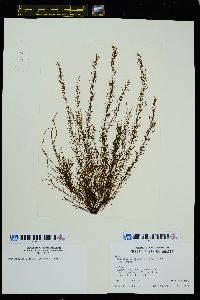 Saundersella simplex image