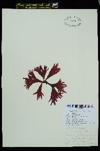 Palmaria palmata f. mollis image