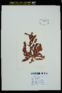 Kallymeniopsis verrucosa image