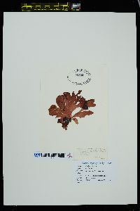 Kallymeniopsis verrucosa image