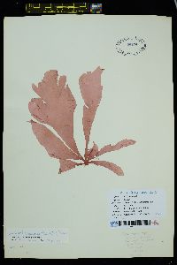 Kallymeniopsis lacera image