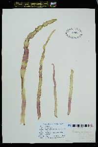 Pyropia pseudolinearis image