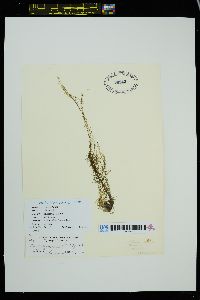 Acrosiphonia duriuscula image