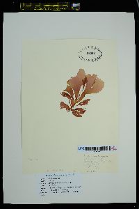 Kallymeniopsis lacera image