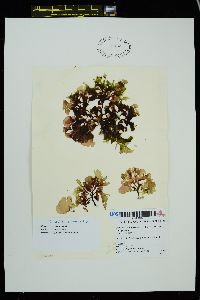 Cirrulicarpus ruprechtianus image