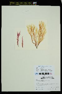 Polysiphonia pacifica var. disticha image