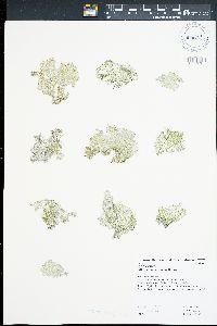 Microdictyon setchellianum image