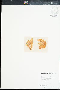Chrysymenia okamurae image