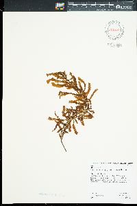 Sargassum polyphyllum image