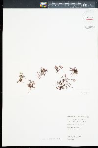 Ahnfeltiopsis concinna image