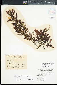 Sargassum aquifolium image