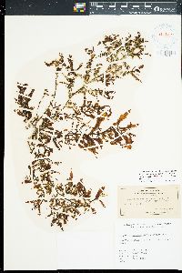 Sargassum aquifolium image