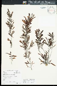 Sargassum aquifolium image