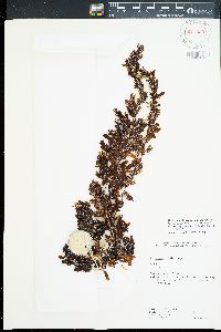 Sargassum aquifolium image
