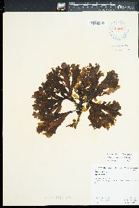 Spatoglossum macrodontum image