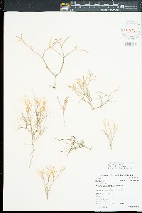 Gracilaria epihippisora image