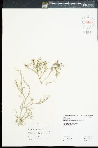 Gracilaria epihippisora image