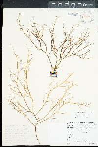 Gracilaria parvispora image