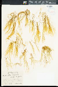 Rosenvingea orientalis image