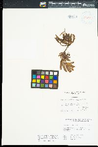 Sargassum aquifolium image