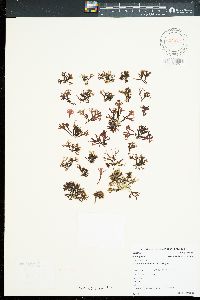 Gracilaria abbottiana image