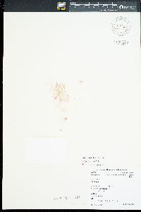 Amphiroa valonioides image