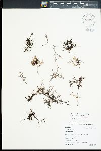 Ahnfeltiopsis divaricata image