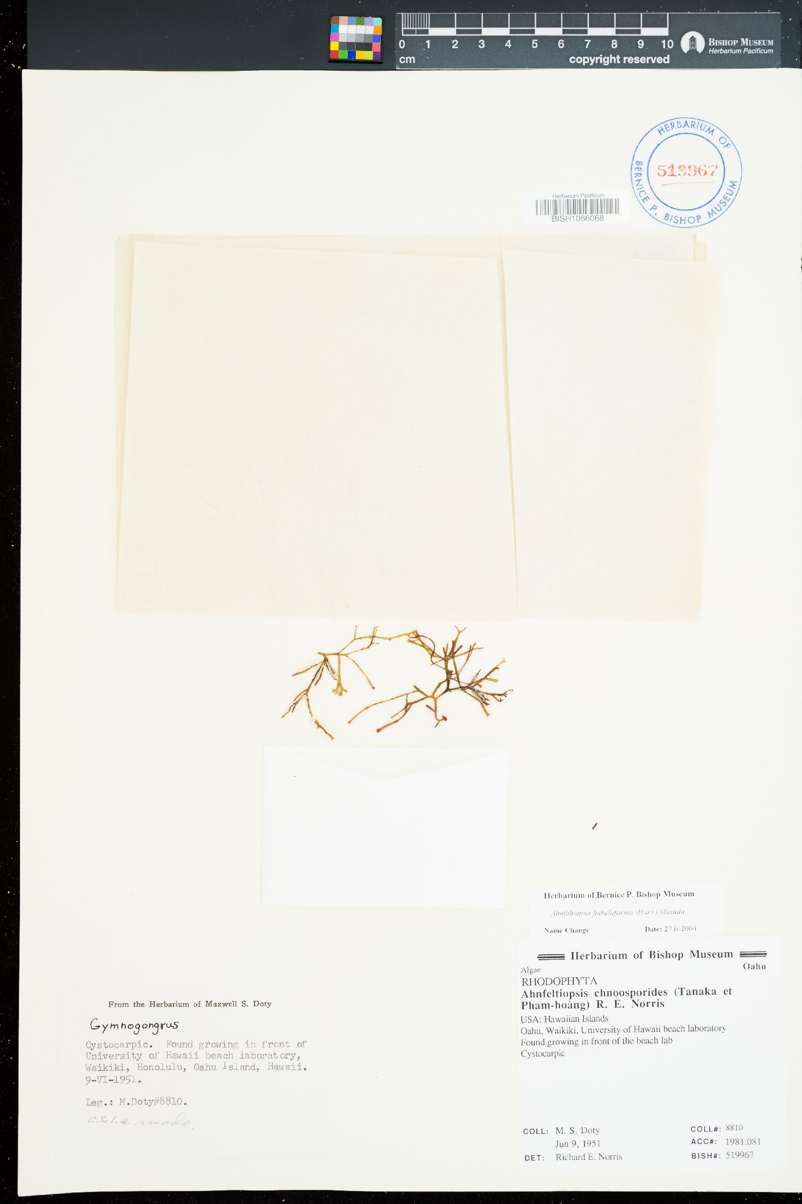 Ahnfeltiopsis chnoosporoides image